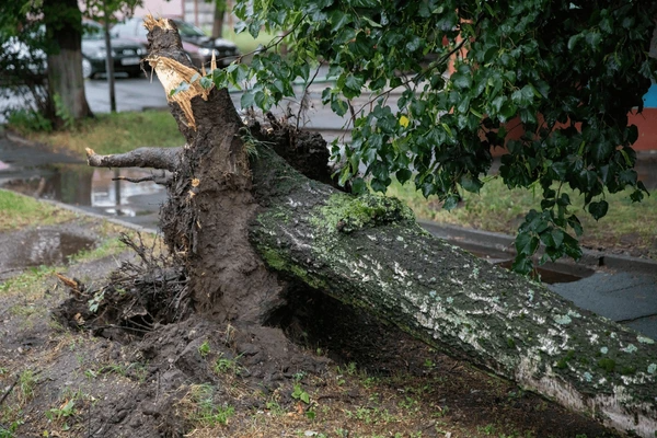 Emergency Tree Services Sydney