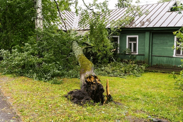 Professional Emergency Tree Services Sydney