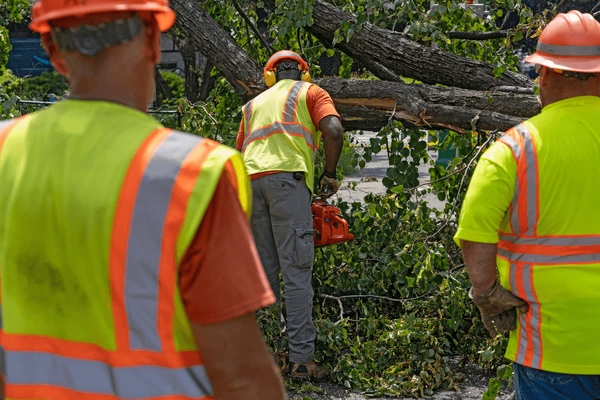 Emergency Tree Services in Sydney