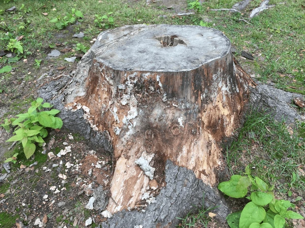 Professional Tree Stump Grinding Services