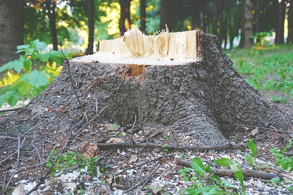 Professional Tree Stump Grinding