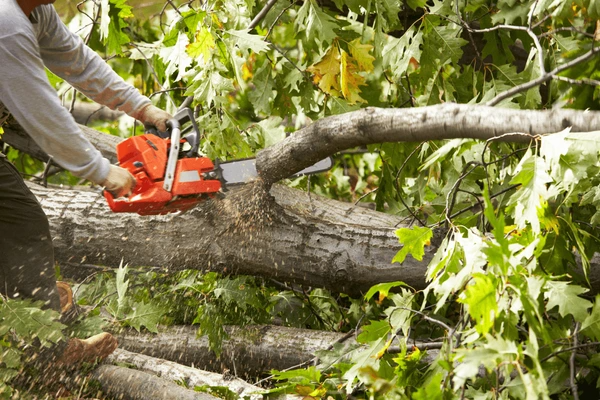 Emergency Tree Services Sydney