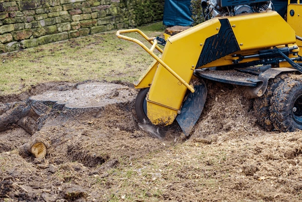Tree Stump Grinding Services in Sydney